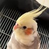 ひびをつづる【ひびつづch.】's profile picture