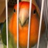 しゃむらい🌈 profil fotoğrafı