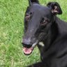 Dorian Grey(hound) profil fotoğrafı