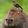 Bobby Charlton's profile picture