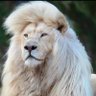 Andy Leslie's profile picture
