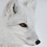 蓝狐 profil fotoğrafı