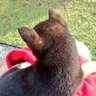 黒柴まつりの大冒険❗(withあよ) profil fotoğrafı
