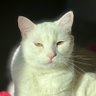 Cats in Space's profile picture