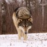 Kai Wulf's profile picture