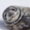 SEAL SEAL profil fotoğrafı