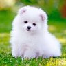 Pavlov’s Puppy's profile picture