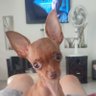 richonguito's profile picture