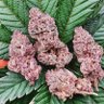 赫尔墨斯的天堂岛 的头像
