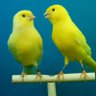 レモンカナリア profil fotoğrafı