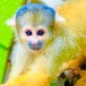 黄色いお猿さん 的头像
