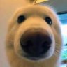Profilbild von th4t𝒞𝒽𝒾𝓁𝓁𝔏𝔬𝔫𝔢𝔯