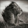 Alf Bianchi profil fotoğrafı