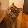 片えくぼのリリアン profil fotoğrafı