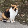 Profilbild von 猫好き
