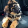 Ralph's profile picture