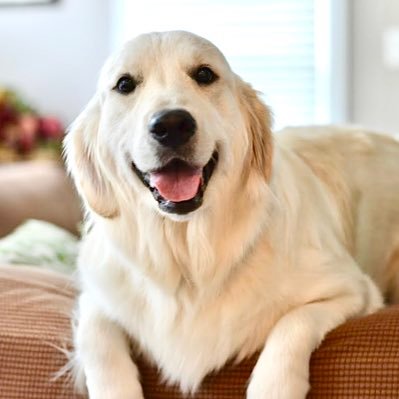 lovelyyukkieusa's profile picture