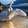 حمادة شعبه profil fotoğrafı