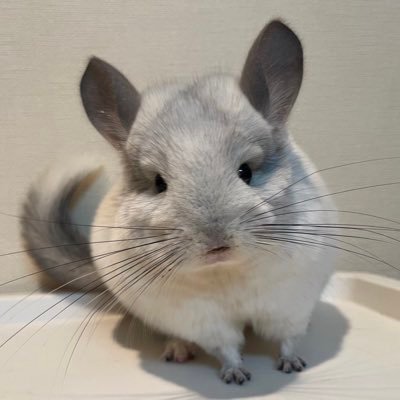 natsu_animal_c's profile picture