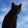 Profilbild von Jesterus The Catificator