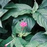 Фото профиля しろ