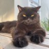 Фото профиля blackcat