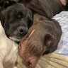browndog 138 的头像