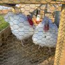 Profilbild von Poultry Engineer