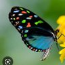 Profilbild von Kelebekl 🌼🦋🌼