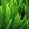 Profilbild von Ferns