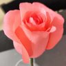 Фото профиля Pitaya