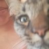 El GT profil fotoğrafı