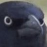 Profilbild von Tali