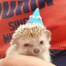 Emotional Support Hedgie's profile picture