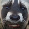 Raccoon Dog's profile picture