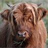 Profilbild von Shelly Ginger