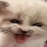 Фото профиля meow