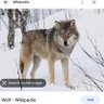 Spirit Animal 的头像