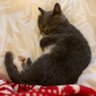 hellokitty's profile picture