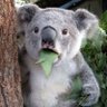 Фото профиля JimHelper🐨🇦🇺
