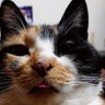 Profilbild von Lunaco🐱(るなこ)