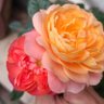 Фото профиля xibayyds