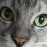 まめごろう profil fotoğrafı