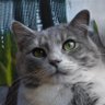 Kara Williams's profile picture