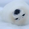 seal 的头像