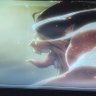waverse's profile picture