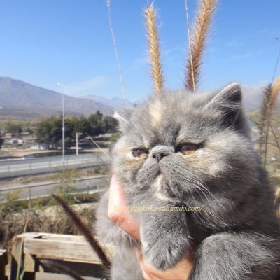 Lucia 🙌🌹❤️🇨🇱🇨🇱's profile picture