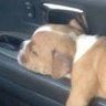 犬です。's profile picture
