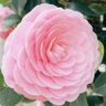 こここ2233 profil fotoğrafı