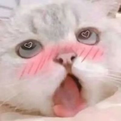 bocchi1chan's profile picture